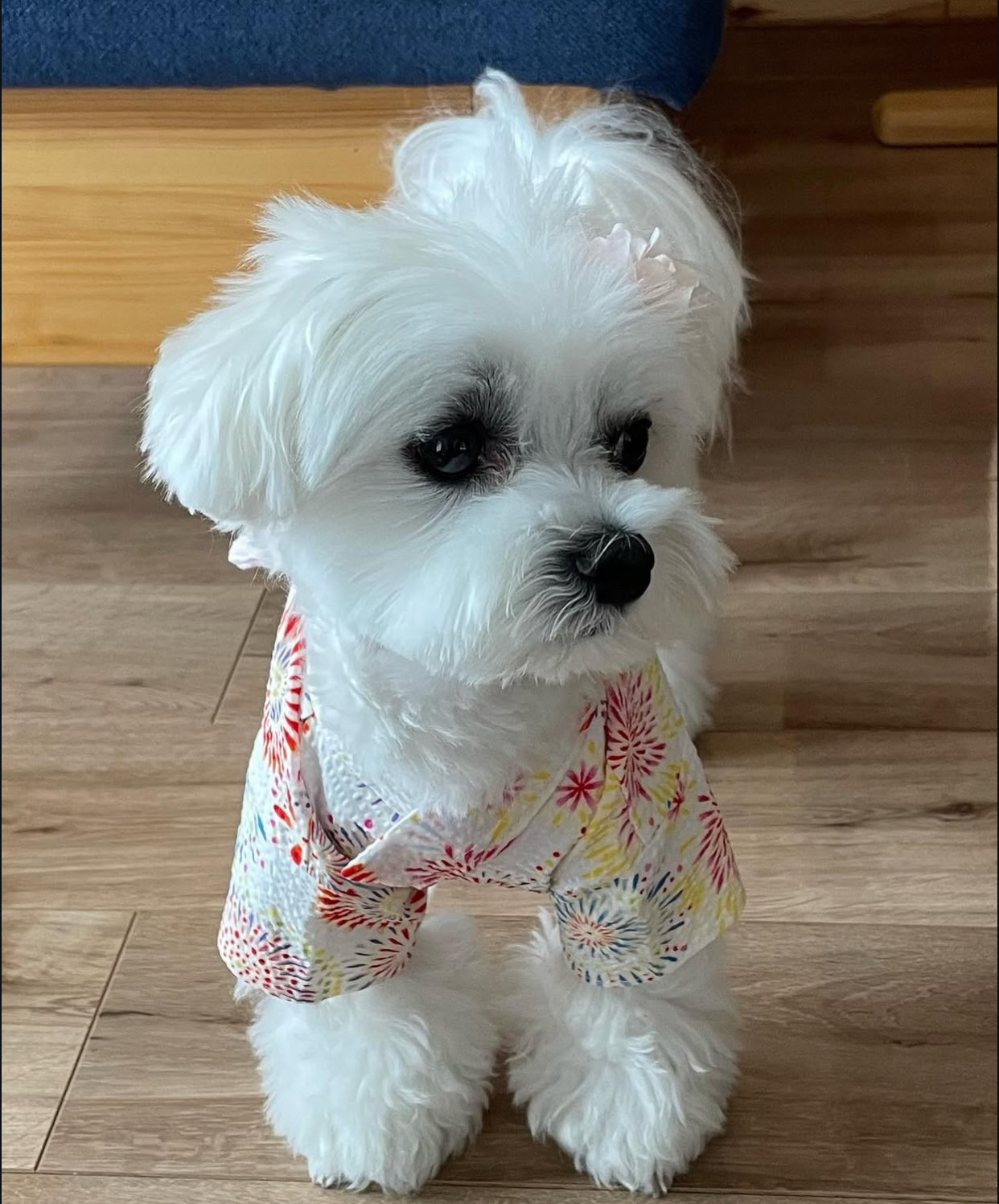 maltese puppies for adoption melbourne​