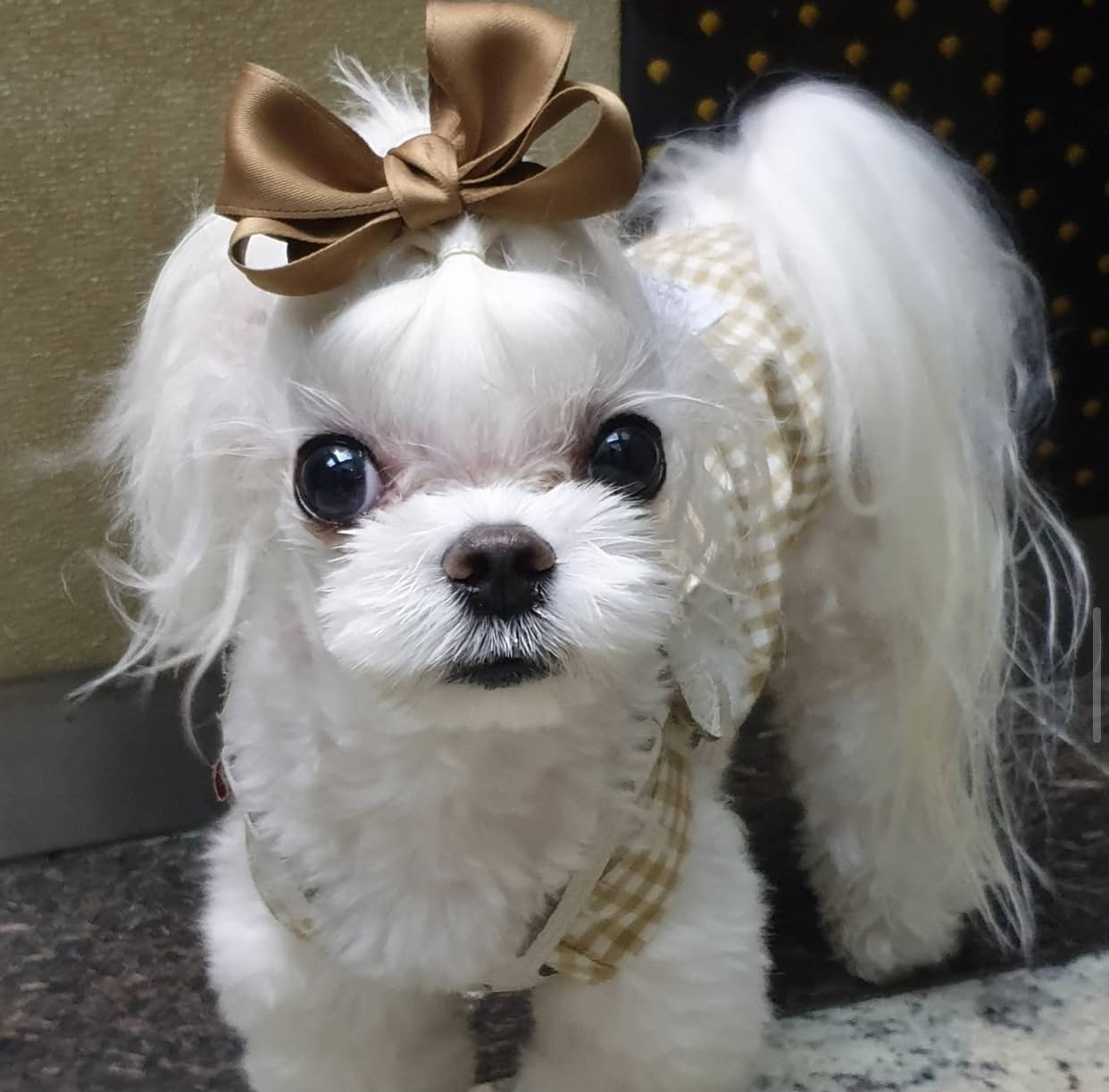 maltipoo puppies for sale tasmania​