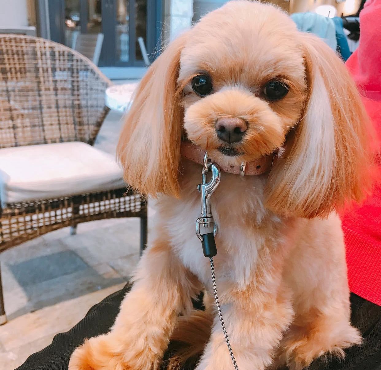 maltipoo puppies for sale Queensland​