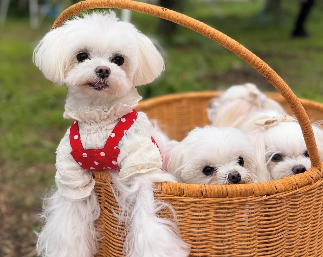 maltese puppy for adoption​