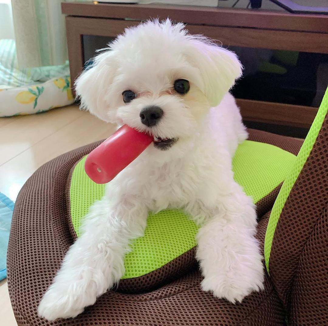 teacup maltipoo puppies for adoption​