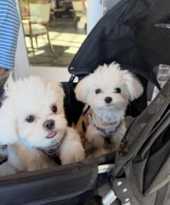 Maltese puppy in Australia