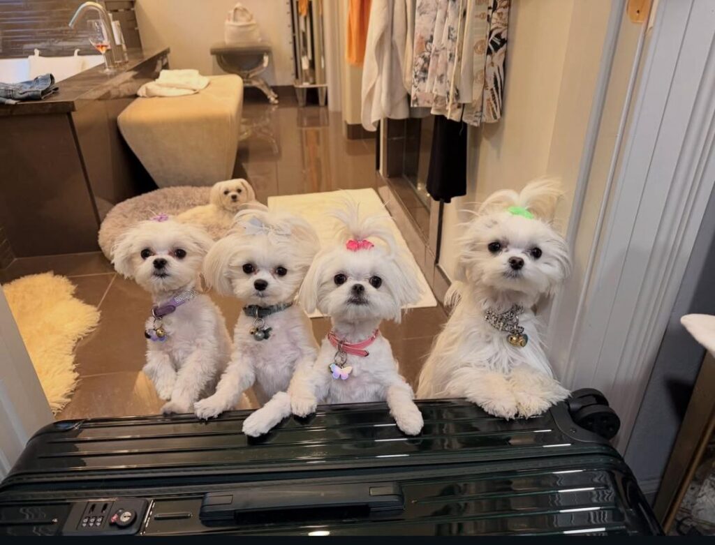The Maltese