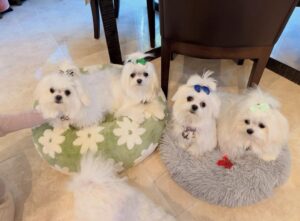 Maltese Puppy Near Me